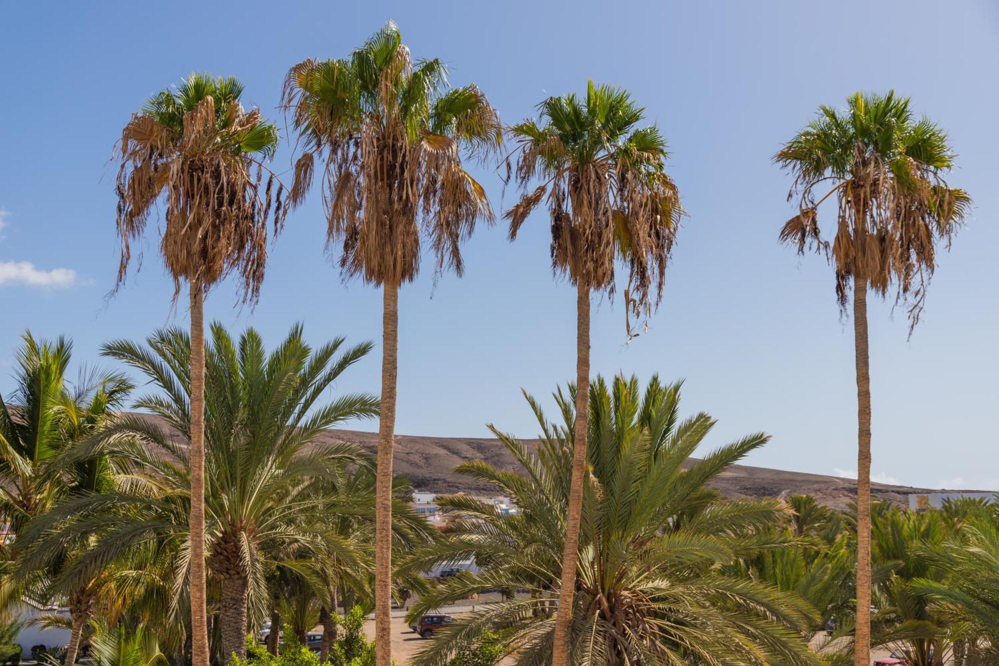 Palm Beach Fuerteventura Тарахалехо Екстер'єр фото